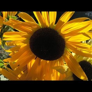 Meet your Posher, Thelia